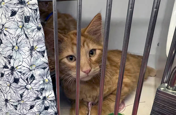 Feral cat in a cage